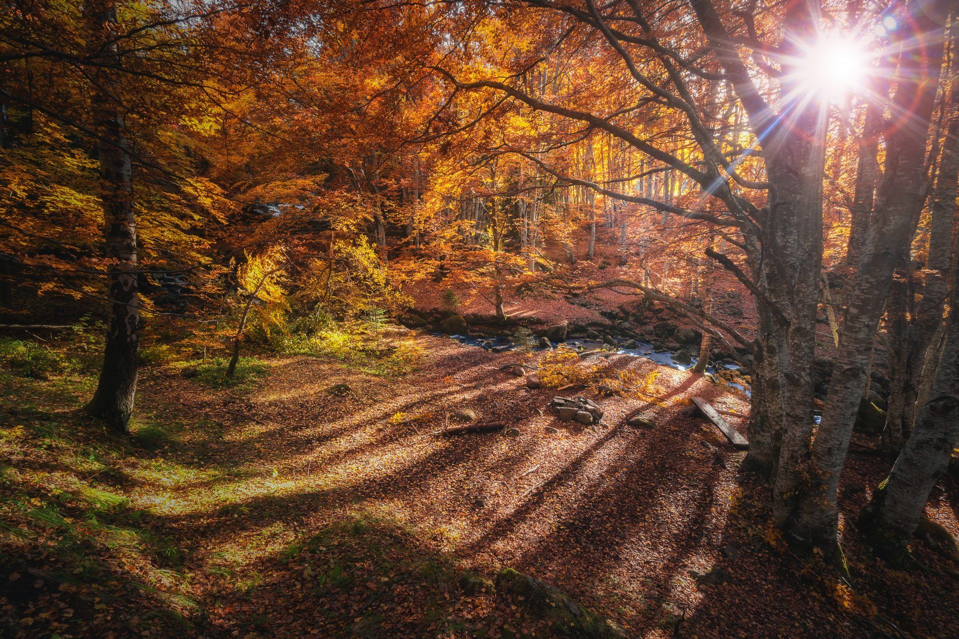 forest of bowland