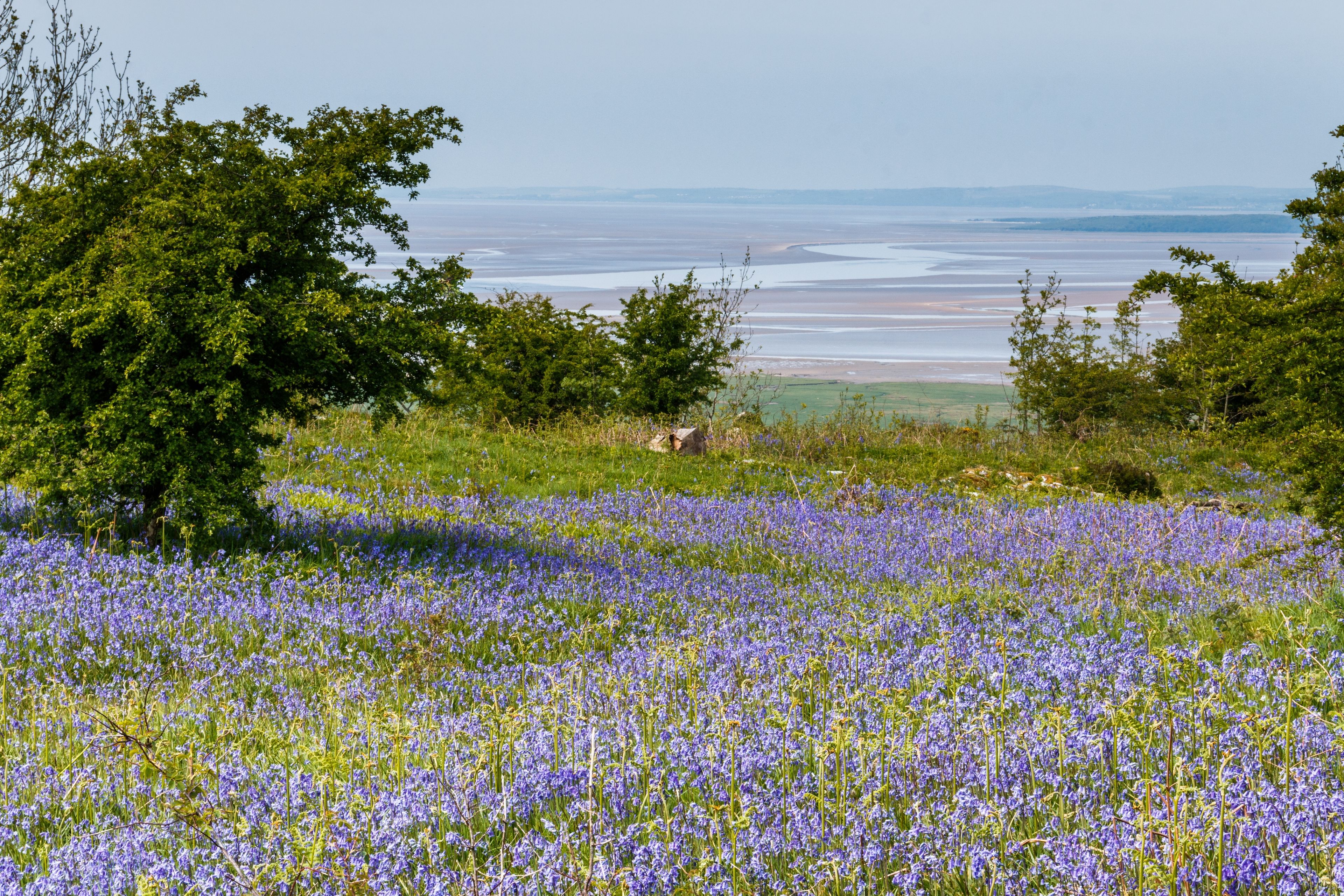 field of bluebells near carnforth